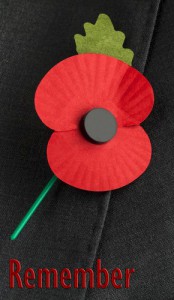 Poppy for anzac day